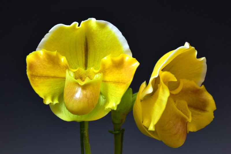 Paphiopedilum Orangeade 'Sumida'