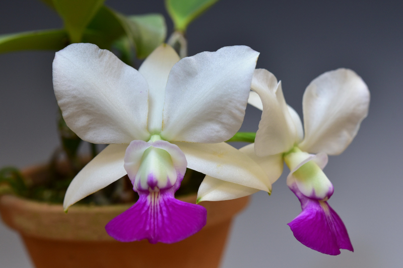 Cattleya walkeriana f. semialba (‘Sano’ × ‘Tokyo No.1’)