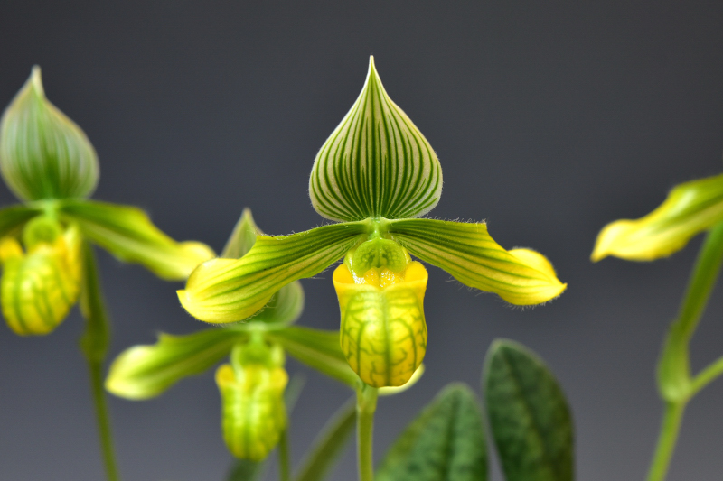 Paphiopedilum venustum fma. album 'Schmacher' × self