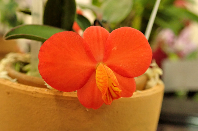 Cattleya mantiqueirae (Fowlie) Van den Berg, 2008