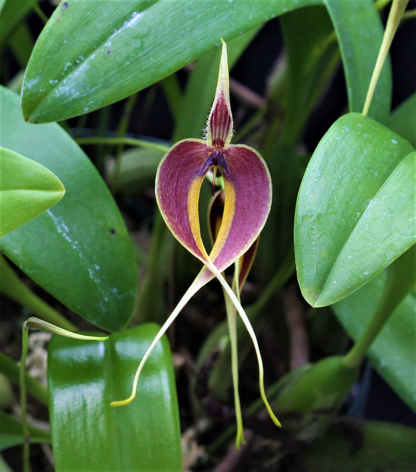 Bulbophyllum maxillare (Lindl.) Rchb.f. (1861).