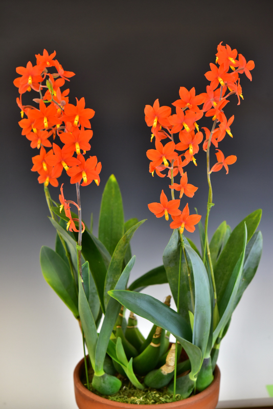 Prosthechea vitellina 'Orange Star'