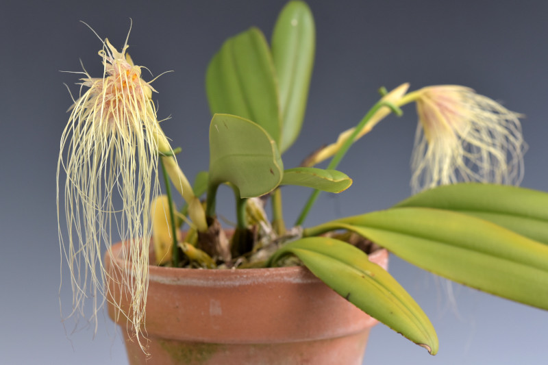 Bulbophyllum medusae (Lindl.) Rchb. 1861