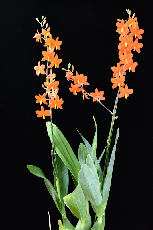 Prostechea vitellina 'Orange Star'