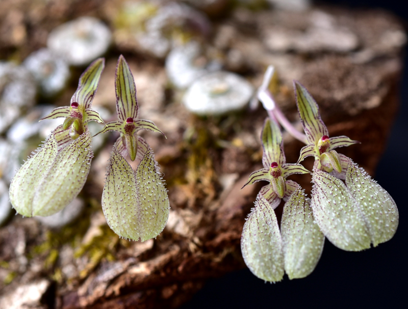 Bulbophyllum polliculosum Seidenf. 1973