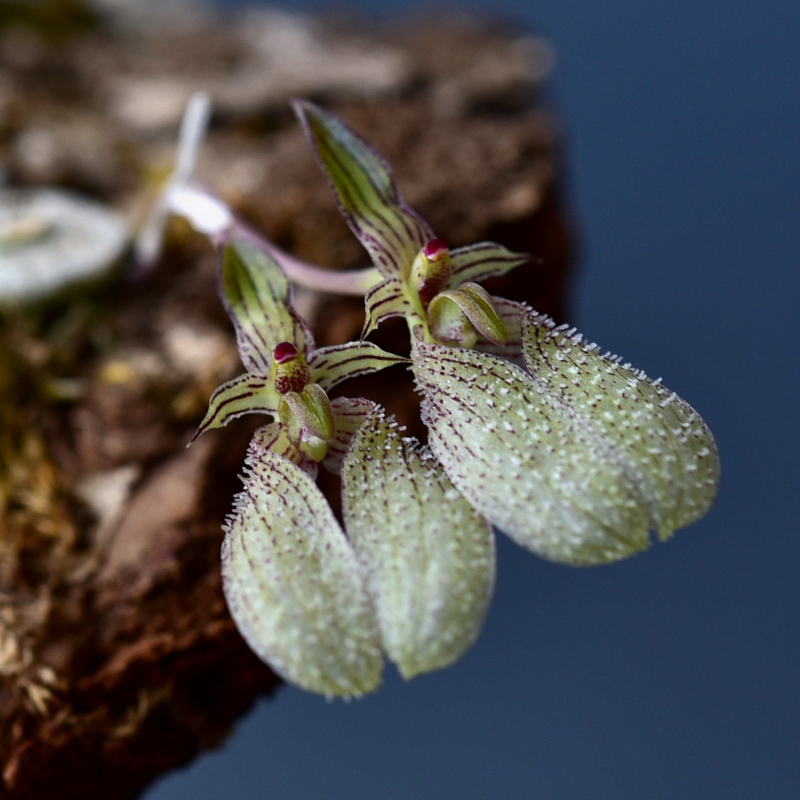 Bulbophyllum polliculosum Seidenf. 1973