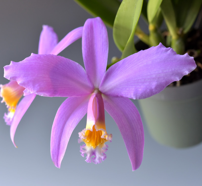 Cattleya jongheana (Rchb.f.) Van den Berg2008