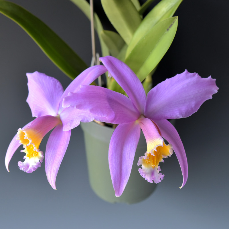 Cattleya jongheana (Rchb.f.) Van den Berg2008