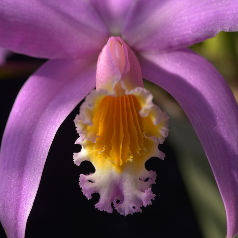 Cattleya jongheana (Rchb.f.) Van den Berg2008