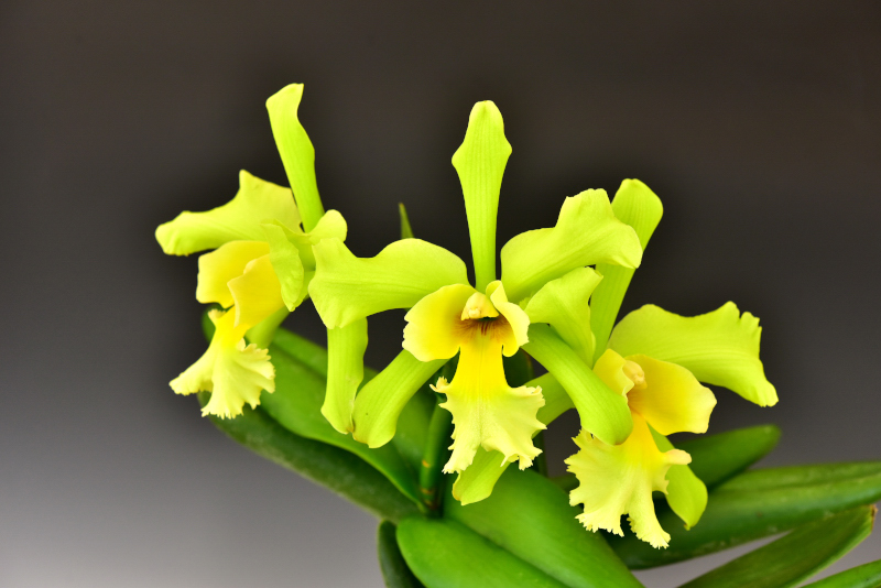 Rhyncholaeliocattleya Orglade's　Chartreuse ’A'