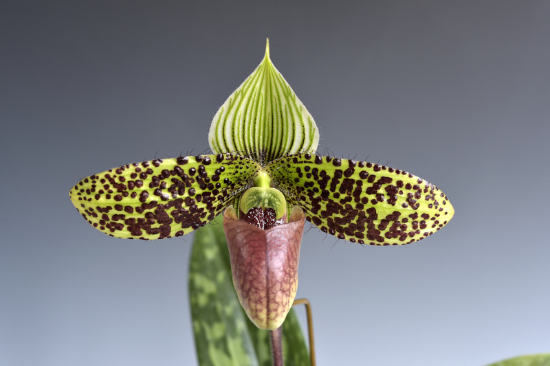 Paph. sukhakulii ’Spring Jade’