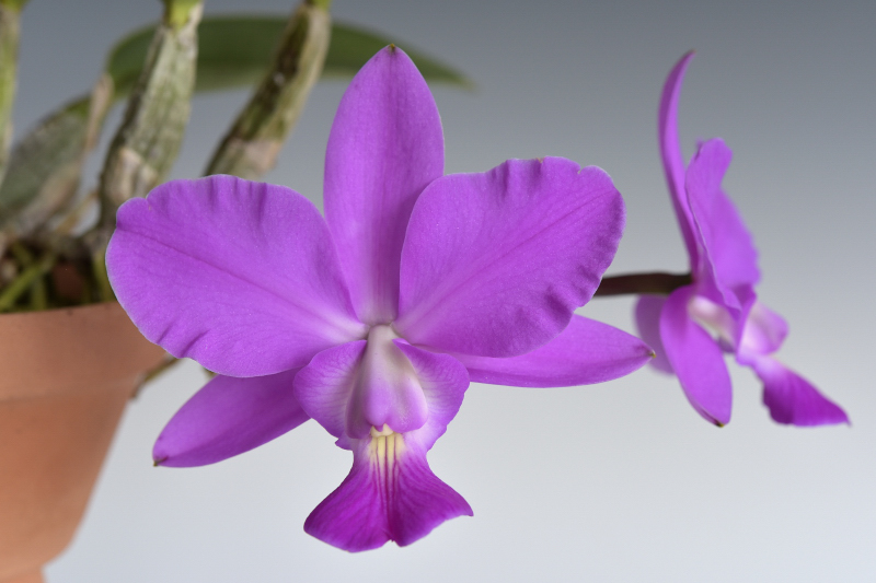 C. walkeriana (f. coerulea ‘MMP’ × f. tipo ‘Mana Ley Rosa’) 