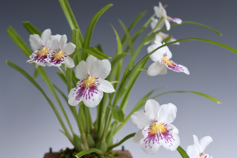 Miltoniopsis phalaenopsis ’Tokyo’ 