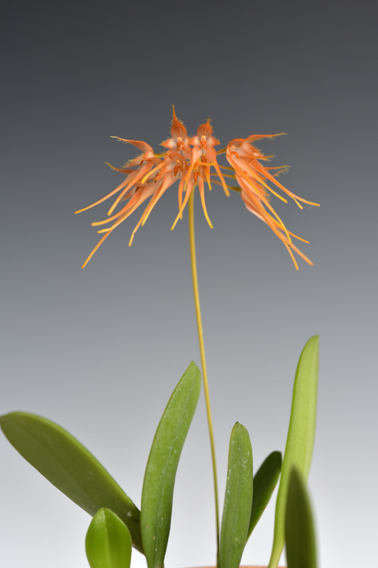 Bulb. taiwanense ’T-1’