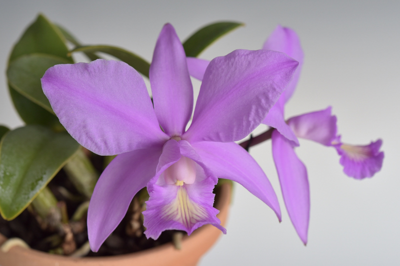 C. nobilior f. clara (’Tiao’ × self-3)　