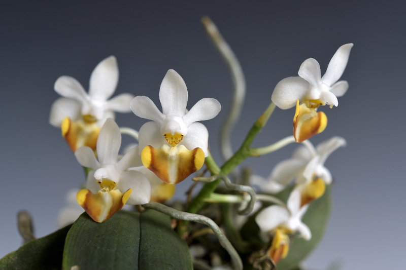 Phal. parishii ’Tuku’