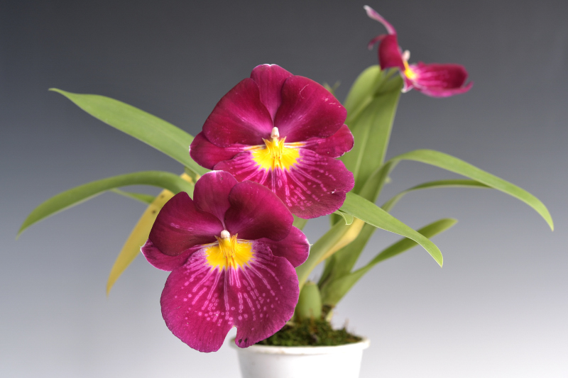 Miltoniopsis (Cambrian Park × Red Knight)　 