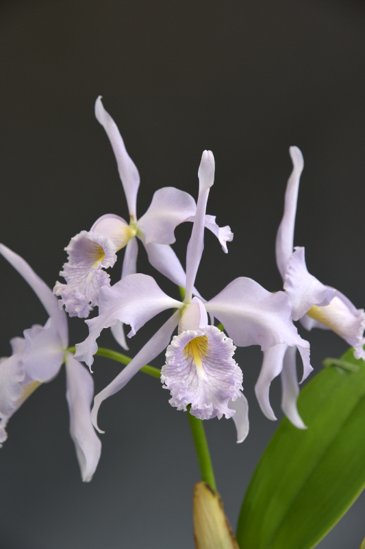 C. maxima f. coerulea ‘Monte Prado’