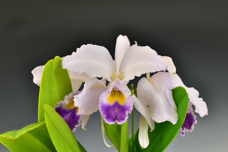 Cattleya gaskelliana 'Blue Moon'