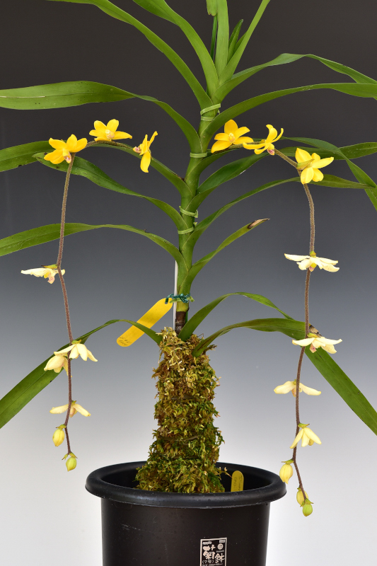 Dimorphorchis rossii