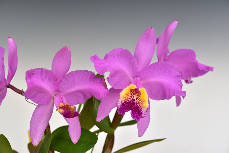 C. lueddemanniana