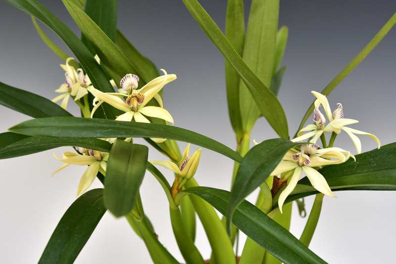 Prosthechea baculus ‘J & L’