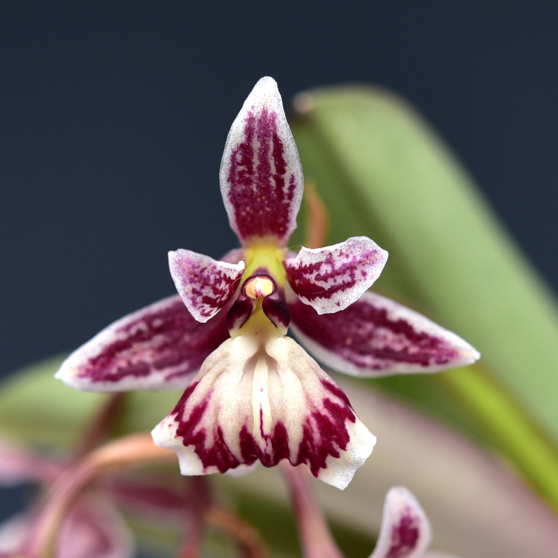 Epidendrum marmoratum A.Rich. & Galeotti, 1845