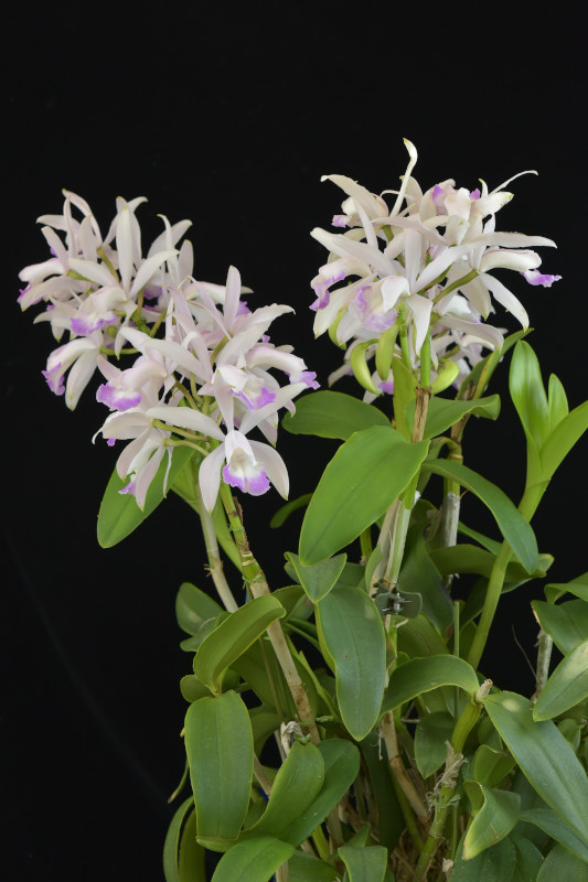 Cattleya intermedia semialba irrorata