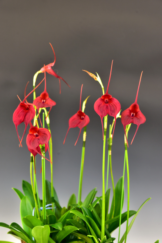 Masdevallia Redshine 'Sheila' FCC/AOS