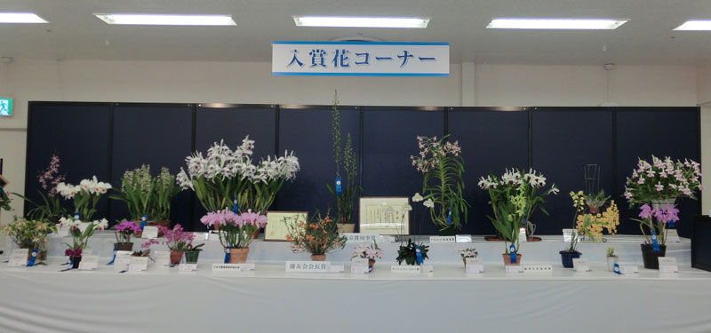 入賞花の展示コーナー