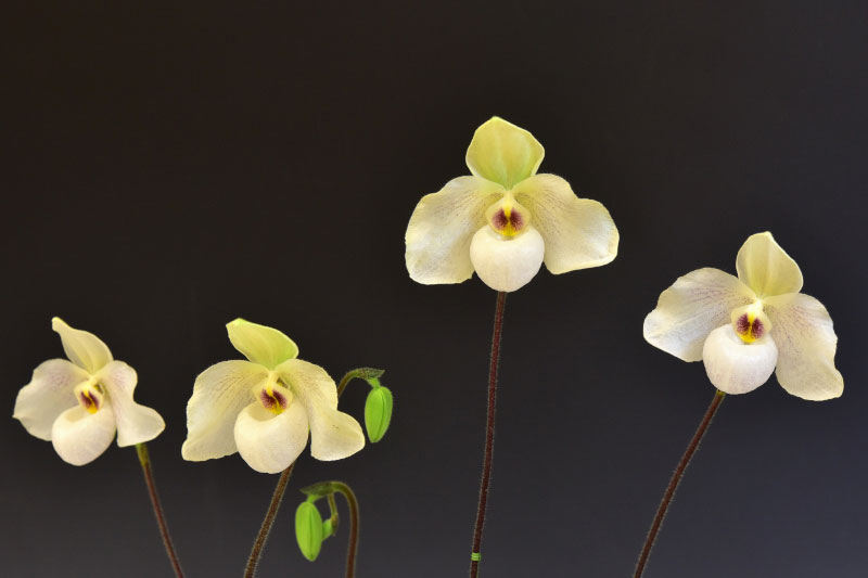 Paph.Helen Congleton 'East Fount'