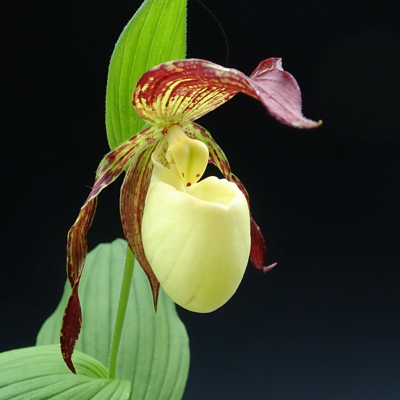 Cypripedium kentuckiense C.F.Reed 1981