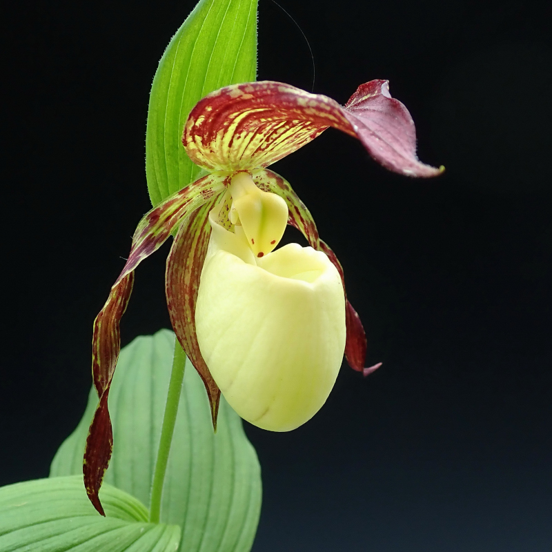 Cypripedium kentuckiense C.F.Reed 1981