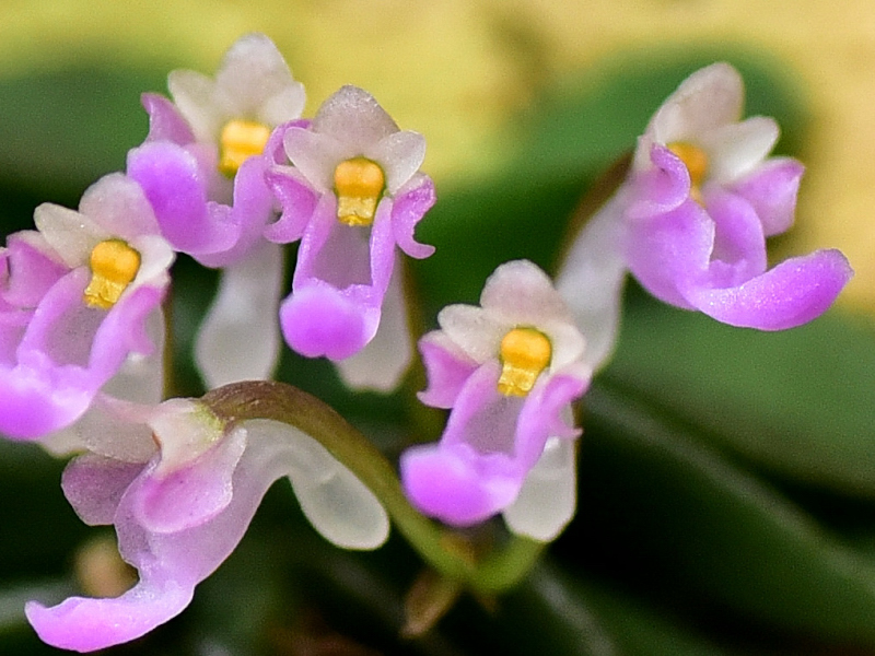 Schoenorchis fragrans (Parish & Rchb. f.) Seidenf. & Smitin. 1963