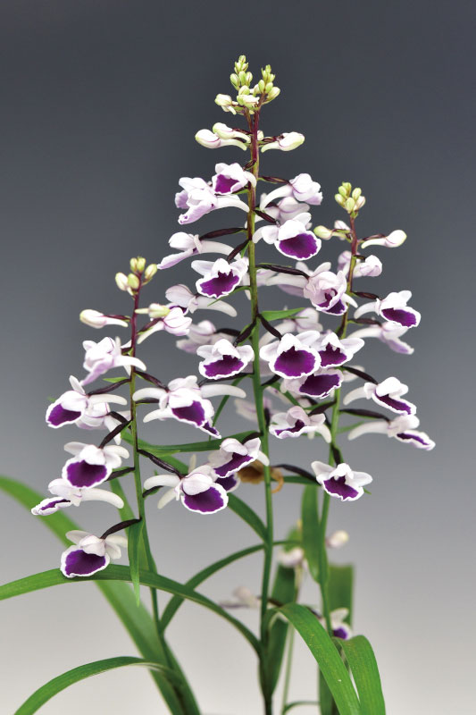 Ponerorchis graminifolia