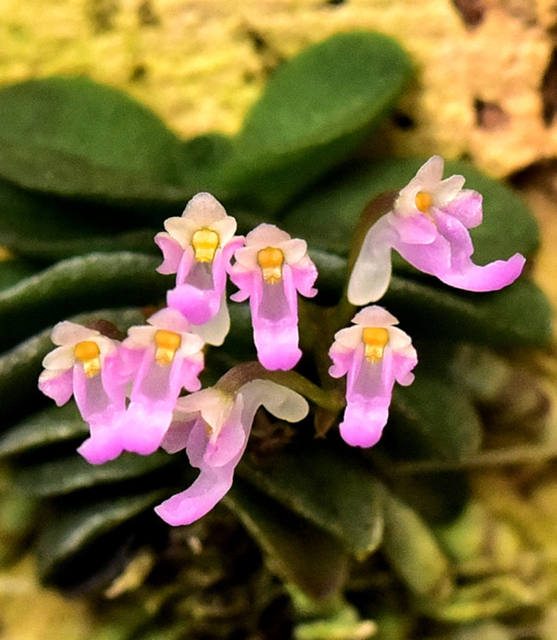 Schoenorchis fragrans (Parish & Rchb. f.) Seidenf. & Smitin. 1963