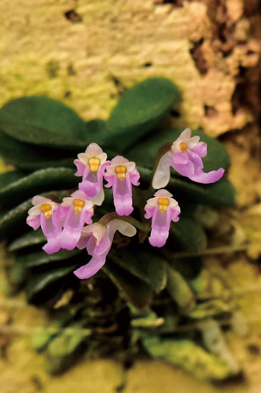 Schoenorchis fragrans