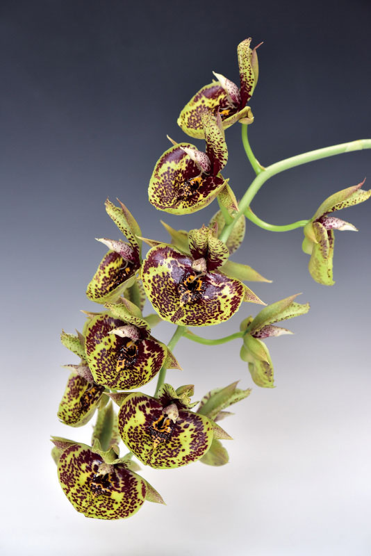 Ctsm. Susan Fuchs ‘Burgandy Chips’ FCC/AOS (expansum × Orchidglade)