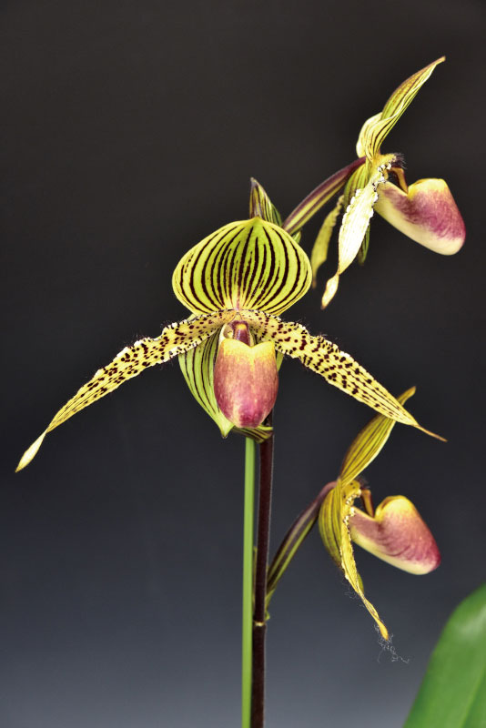 Paph. Lebeau ‘Uranian’