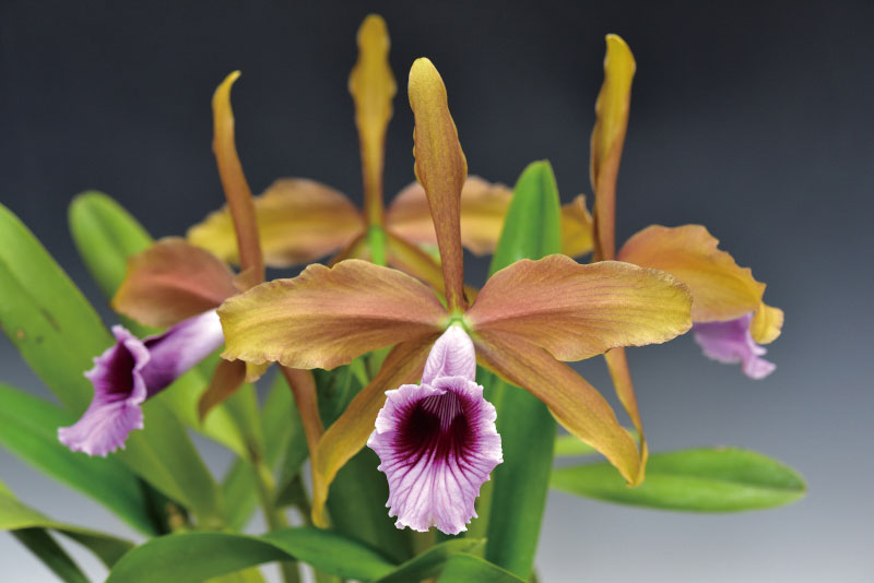 C. [L.] tenebrosa (‘Maria Fumaca’ HCC/AOS × ‘Bronze Beauty’ AM/AOS)