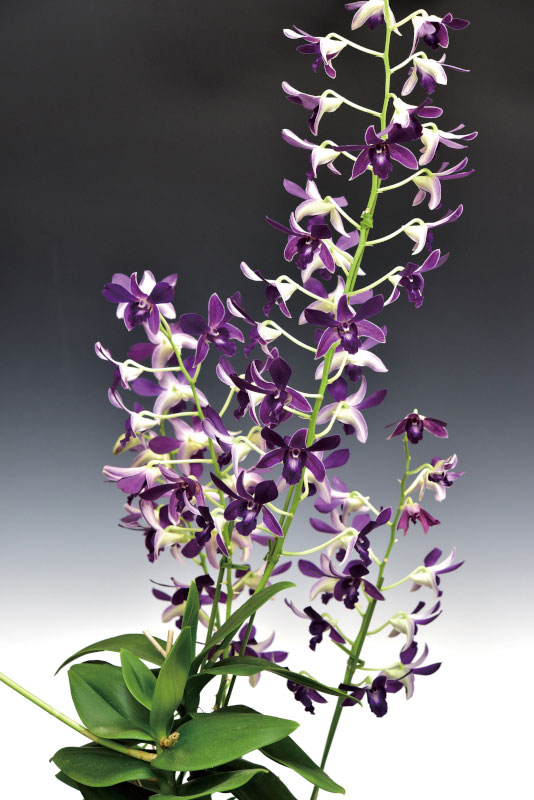 Den. Blue Violetta ‘Blue #2’