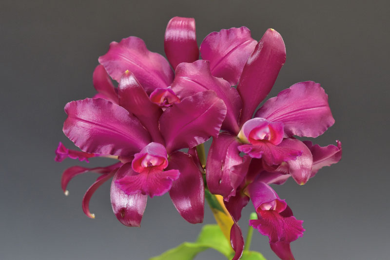 Encyclia alata