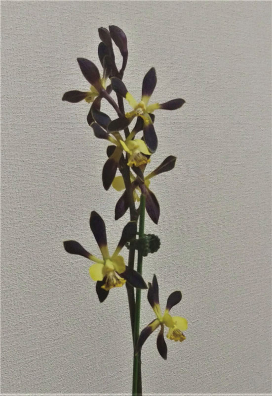 Encyclia alata