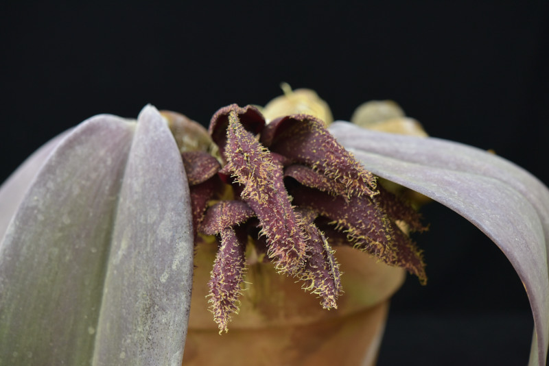 Bulbophillum phalaenopsis