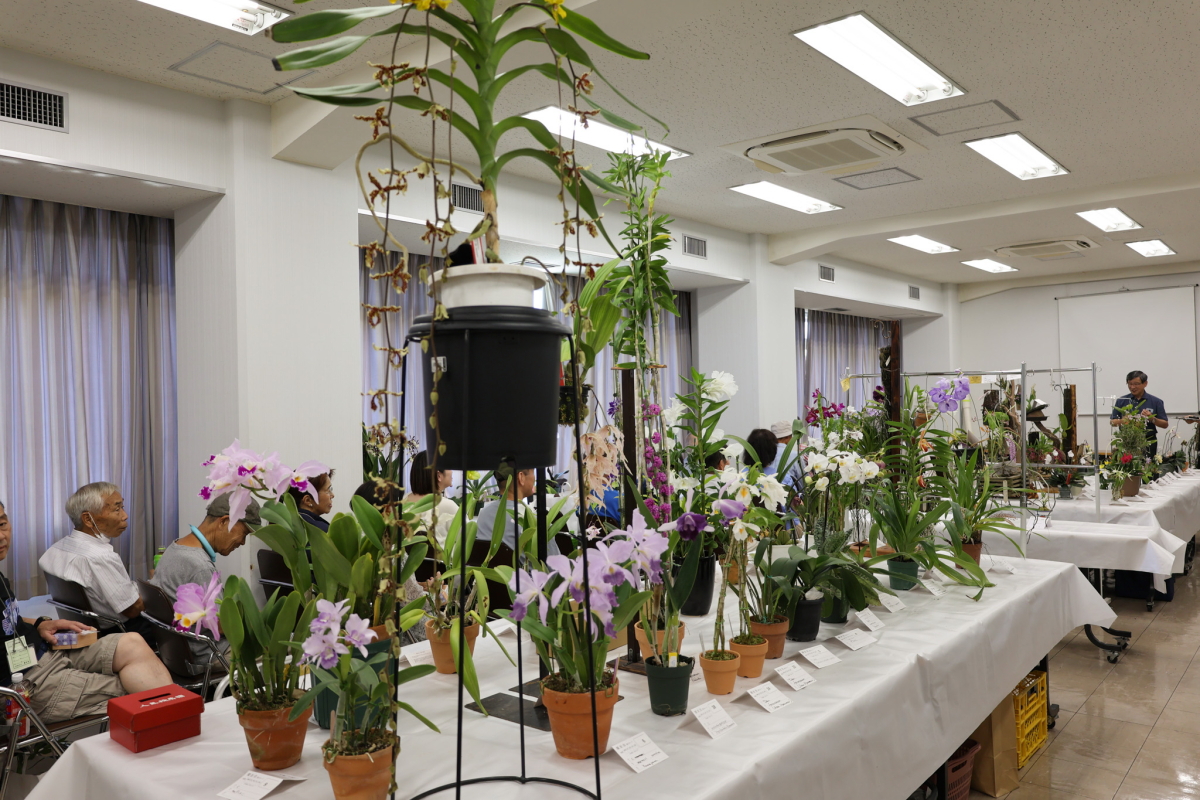 大型株展示コーナー2