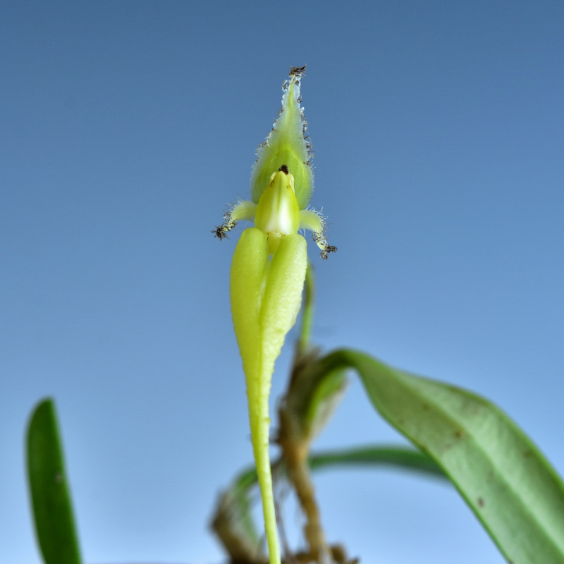 Bulbophyllum faschinator (Rolfe)Rolfe1908