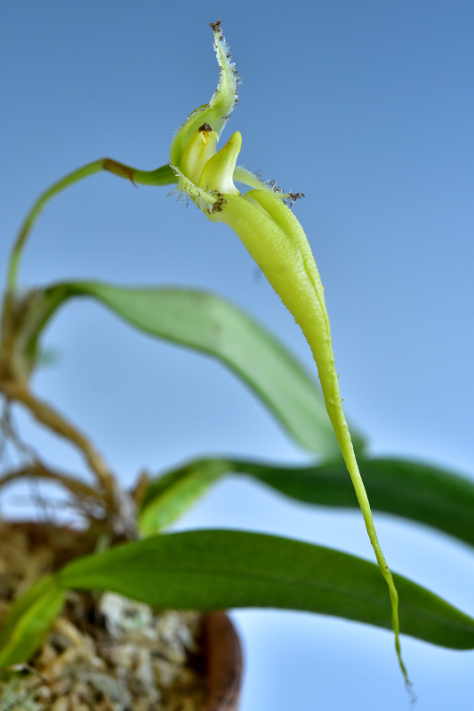 Bulbophyllum faschinator (Rolfe)Rolfe1908