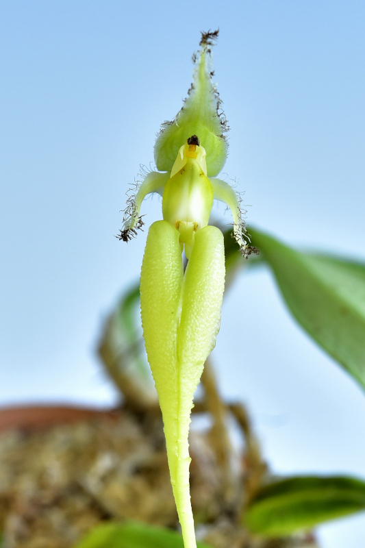 Bulbophyllum faschinator (Rolfe)Rolfe1908