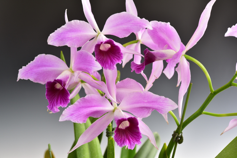 C.purpurata　‘Sanguinea’