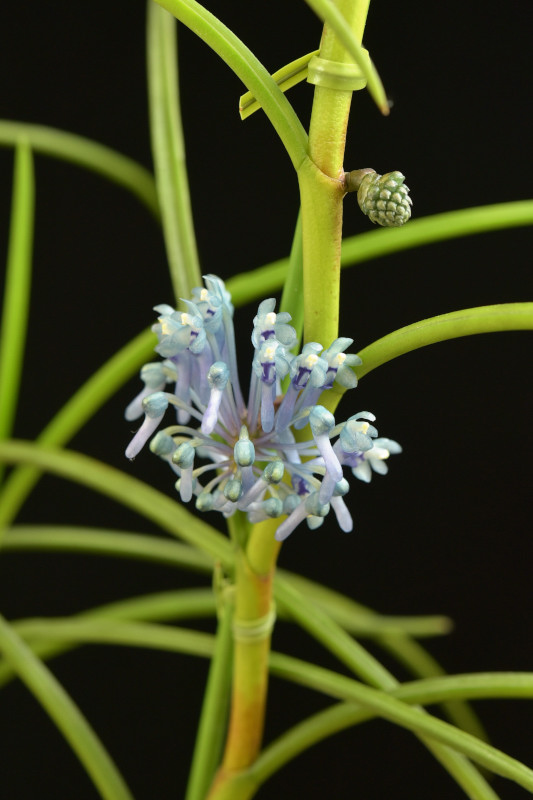 Cleisocentron merrillianum 'Kasa'